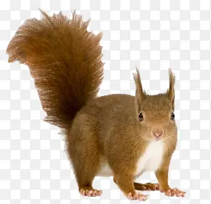 ��ͨ�زĶ���ʸ��ͼ-������