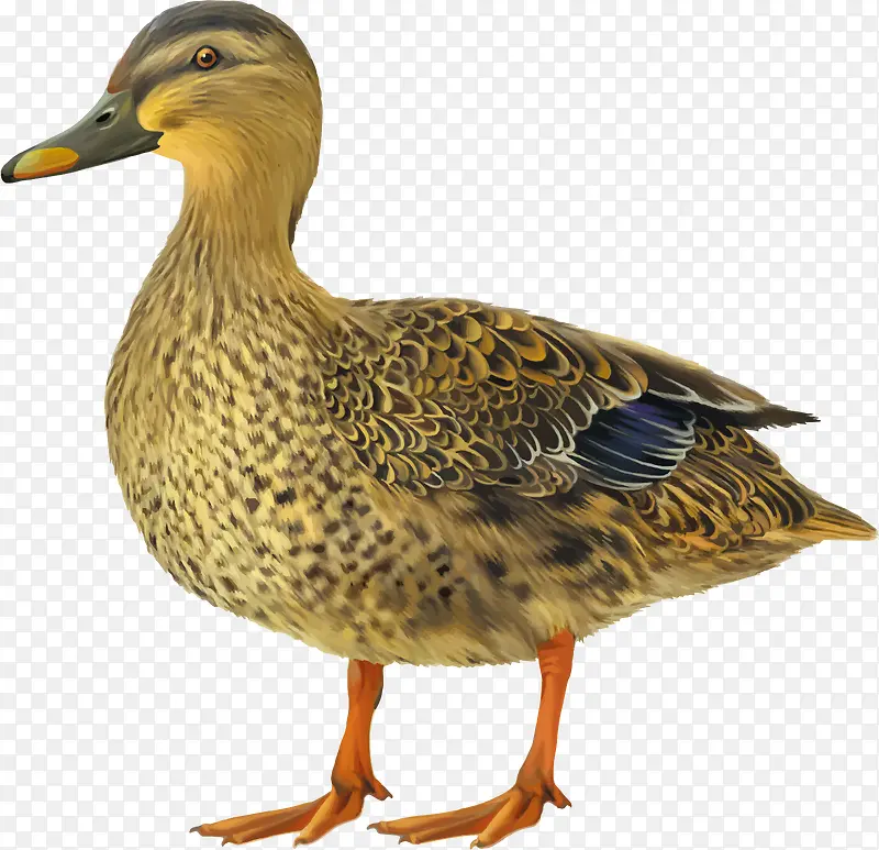 �ֻ涯������ز�-������