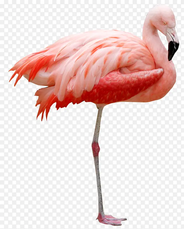 �ֻ涯��ͼƬ�ֻ�����ز�-������