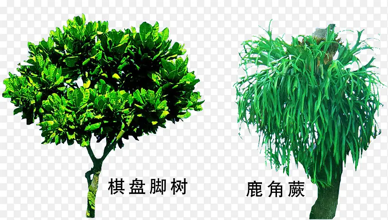 ¹��ާ��ֲ�ز�-������