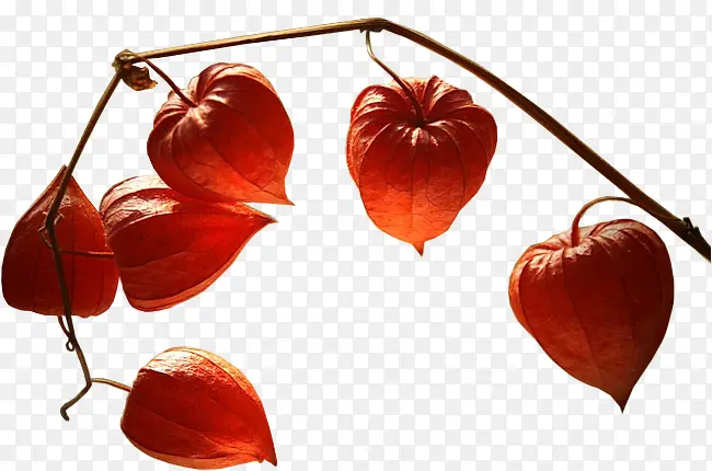 ���ܱ����زĻ���ps�ز�-������