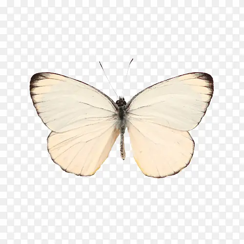 �����걾-������