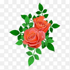 ��Ҷ��ɫʢ���¼�-������