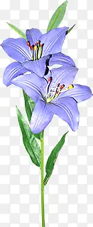 ��ɫˮ����ƻ���-������