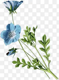 ��ɫ������ɫ��֦-������