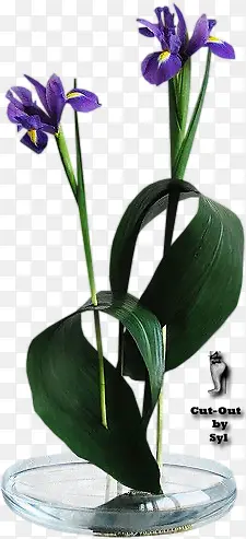 ����������ƿ-������