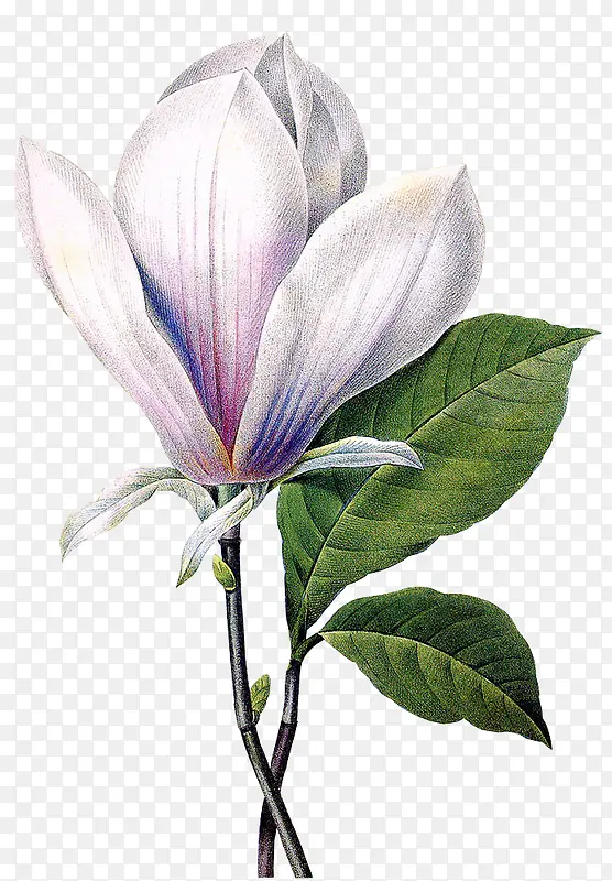 ��ɫ���������ֻ�廭-������