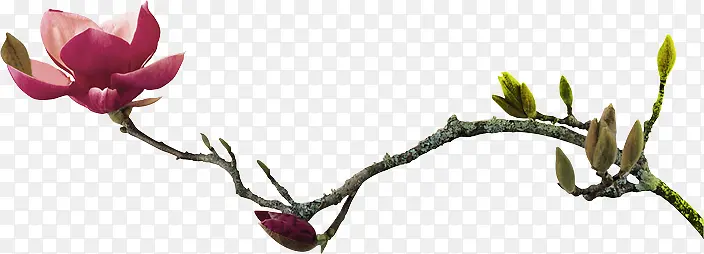 �ŵ仨��֦-������