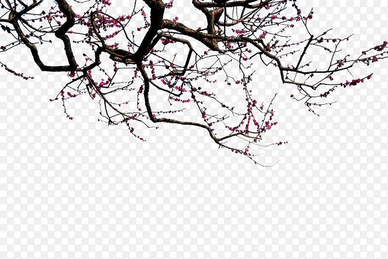 ��ɫˮī��֦�ŵ�-������