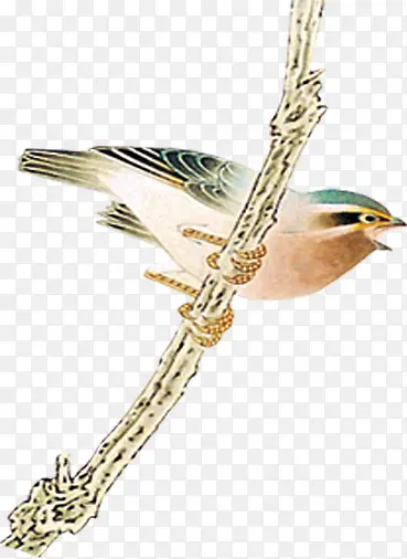 ˮī����֦�ϵ�С������-������