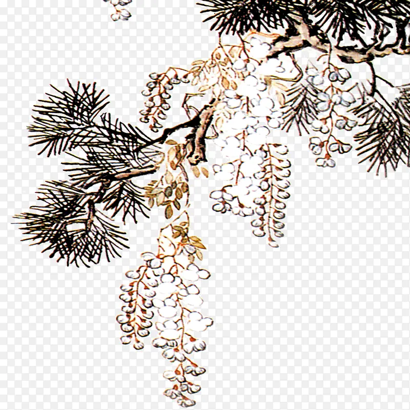 ����֦-������