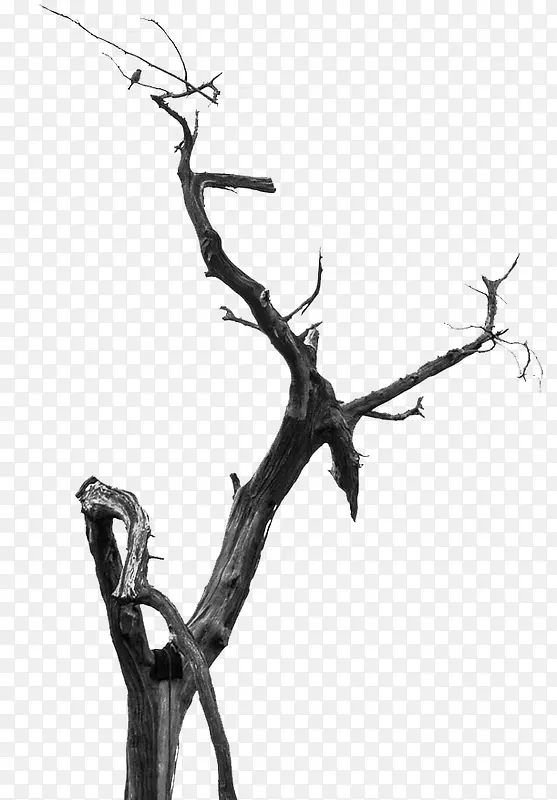 �ɿ���֦-������