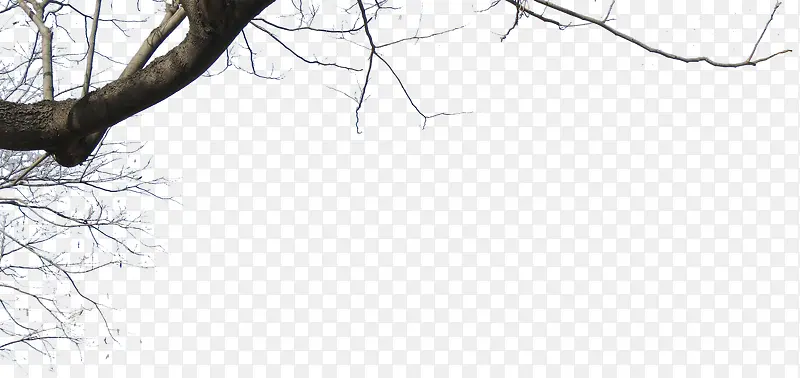 ��ɫ������֦���-������