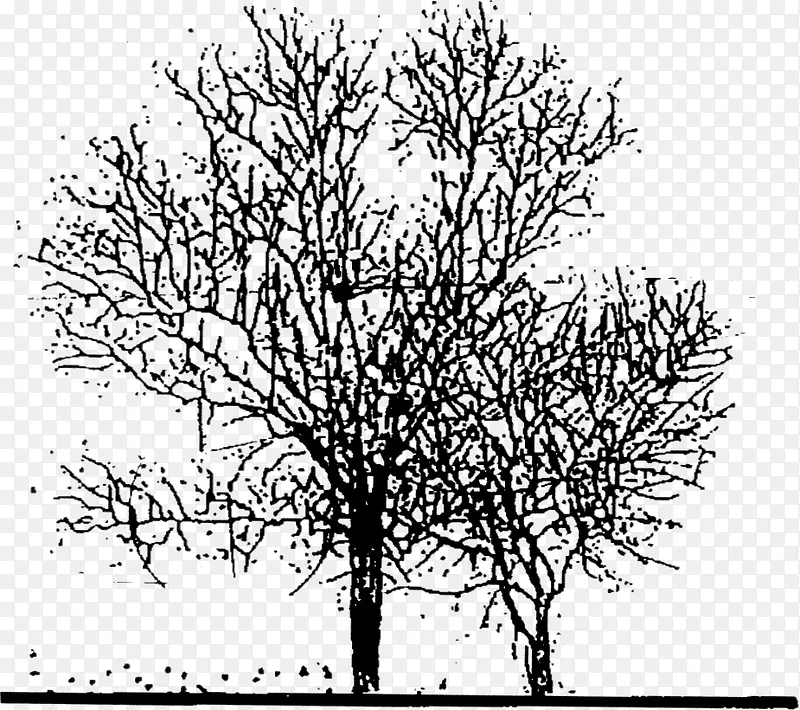 ���崴���ɫ��֦�ϳ�-������