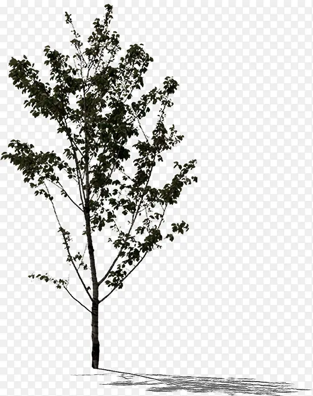 ��ɫ������֦ҽԺ-������