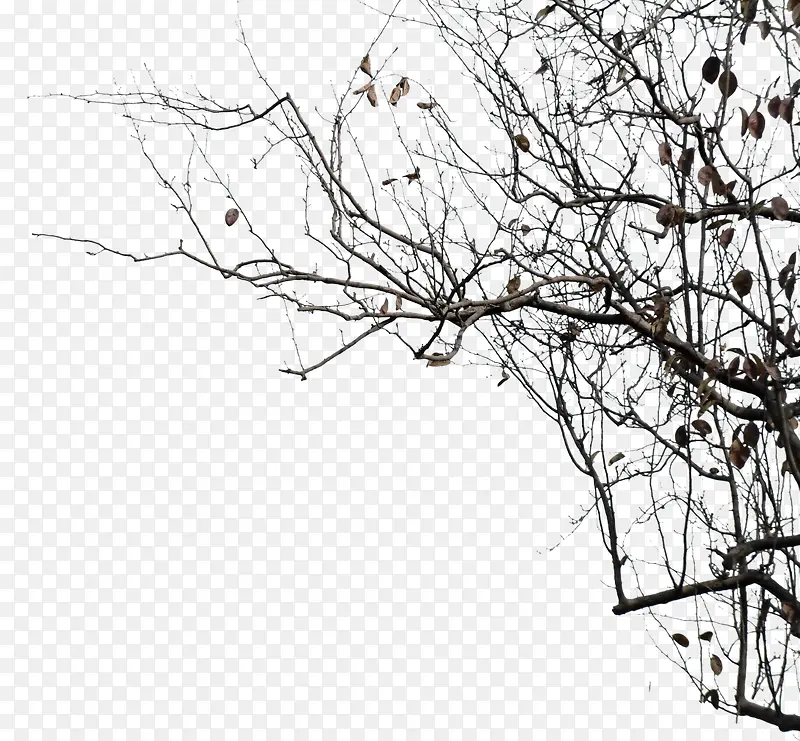 ��ɫ�ɿݵ���֦װ��-������