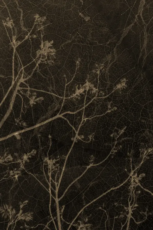 ��ɫ��֦����-������