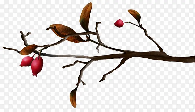 ��ɫ��ʵ��ɫҶ�Ӻ�ɫ��֦-������