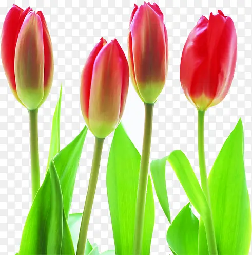 ��ʦ�ں�ɫ�������-������