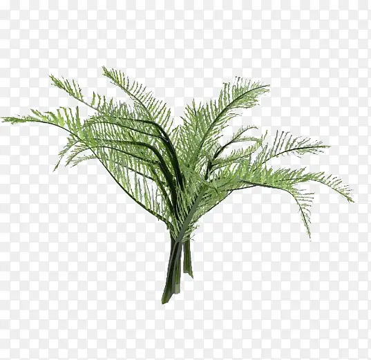 ����֦��ľ-������