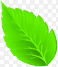 ��������Ҷ������-������