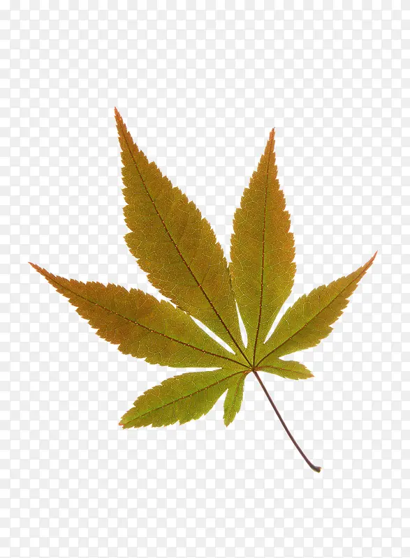 �ֻ��Ҷ-������