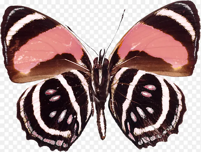 �ֻ滨����-������