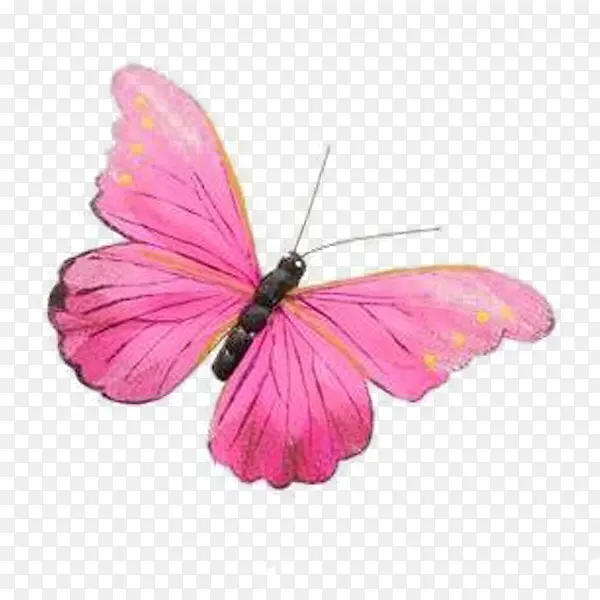 ��ɫ�������ֻ����-������