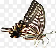 �ɰ������ֻ����-������