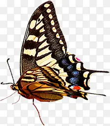 �ֻ�ɰ���������-������