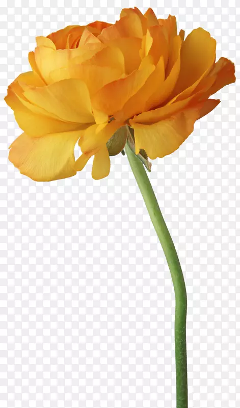 ����ֲ���ͼ-����-������