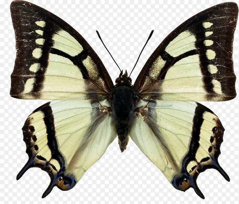 �ֻ�ڰ״������-������