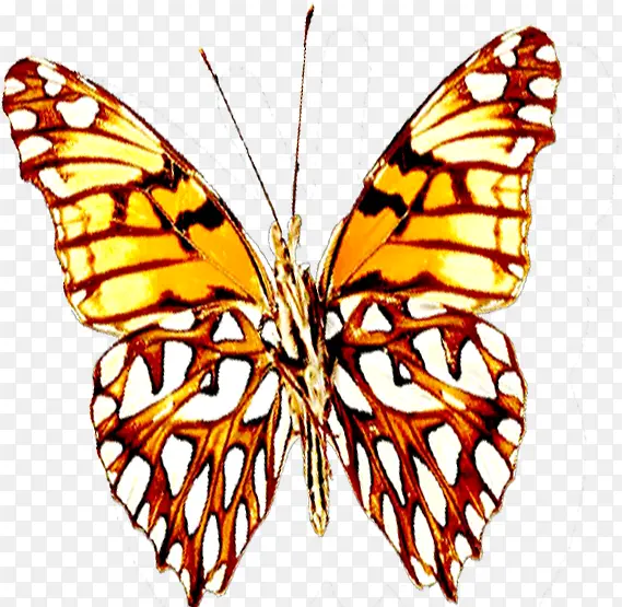 �ɰ�Ψ���ֻ����-������