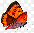 ��ɫ�ֻ��������-������