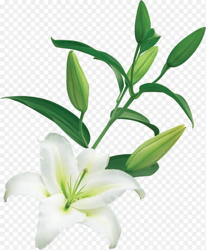 ��ɫʱ�д���ֲ�ﻨ��-������