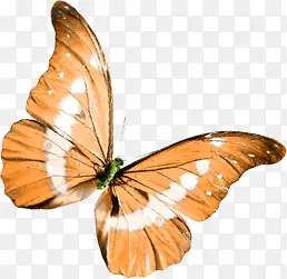 �ֻ��ɫ��������-������