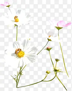 ����Ψ����ɫ����-������