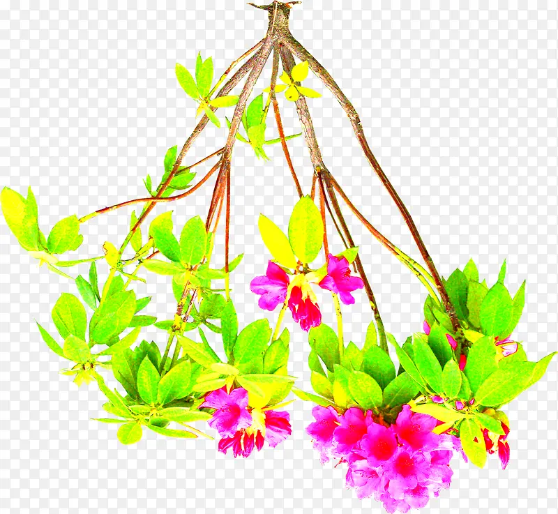 �������»�����֦-������