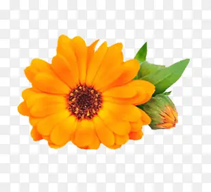 ��ɫС���ղ廭���-������