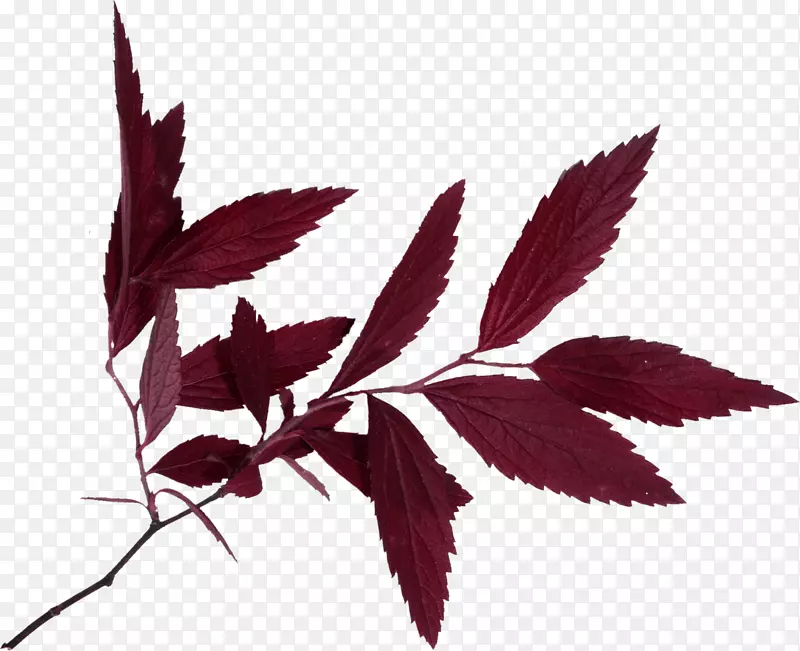 ����ާ��ֲ��-������