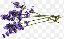 ޹�²�-������