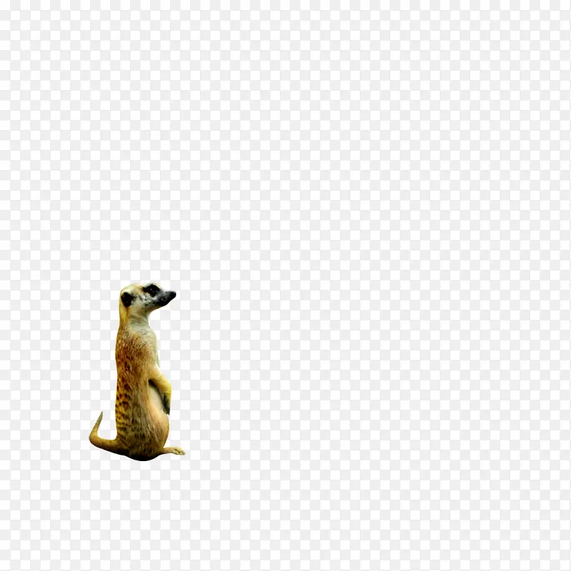 ɭ�ֶ��� С���� ����-������