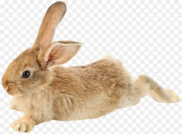 �ɰ�С��-������