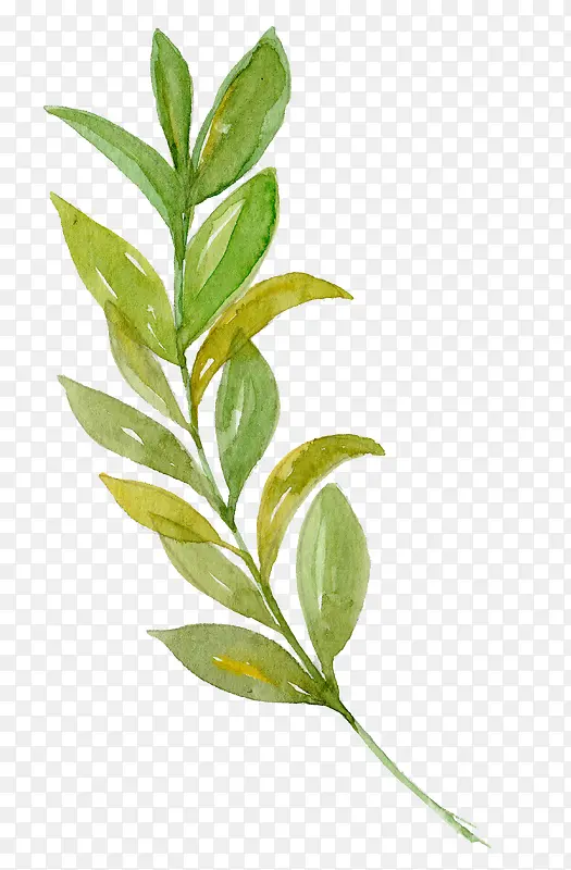 ����ɫ�ֻ�ˮ����Ҷ-������