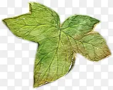 �ֻ���ɫˮ����Ҷ-������