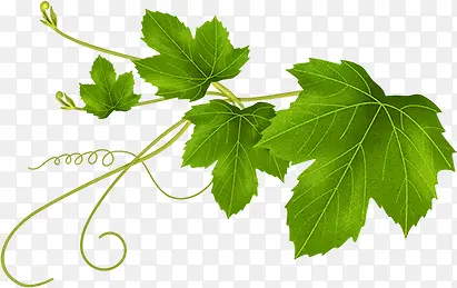 �ֻ���ɫ��Ҷʳ�ﺣ��-������