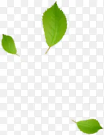 ��ɫ��Ҷ�Ա�����-������