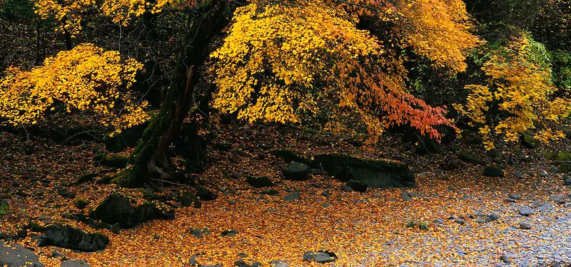 ��Ҷ��Ӱ����-������