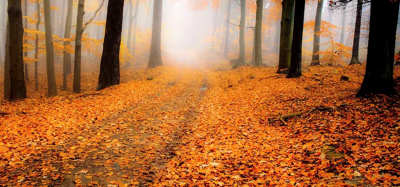 ��Ҷ��Ӱ����-������