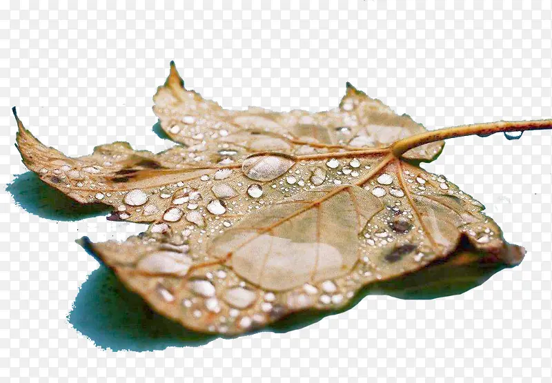 ��ͩҶ���ز�-������